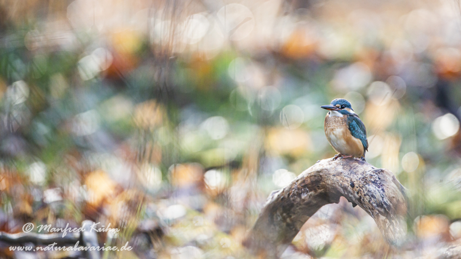 Eisvogel ()_0062