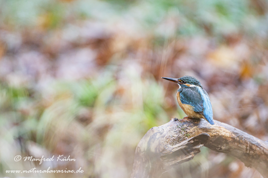 Eisvogel ()_0064