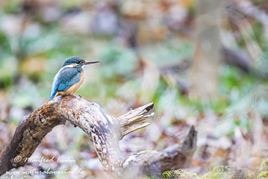Eisvogel ()_0065