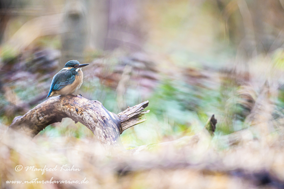 Eisvogel ()_0066