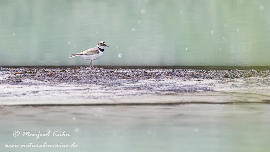 Flussregenpfeifer ()_0065