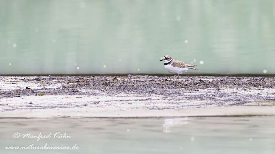 Flussregenpfeiffer ()_0068