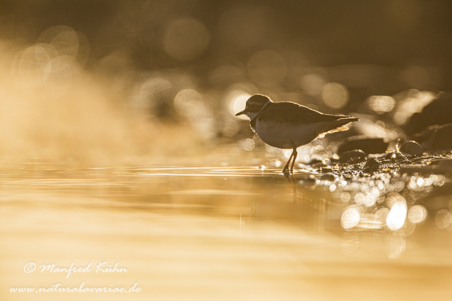 Flussregenpfeiffer ()_0100