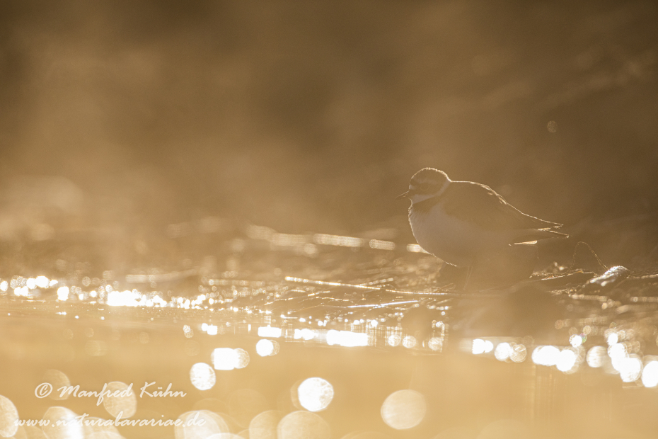Flussregenpfeiffer ()_0104