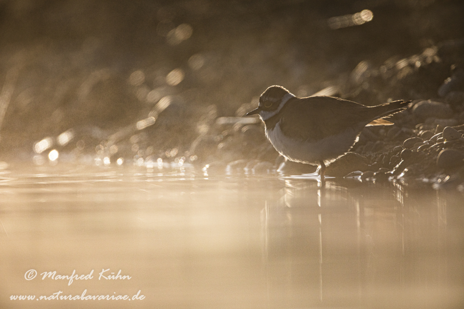Flussregenpfeiffer ()_0109