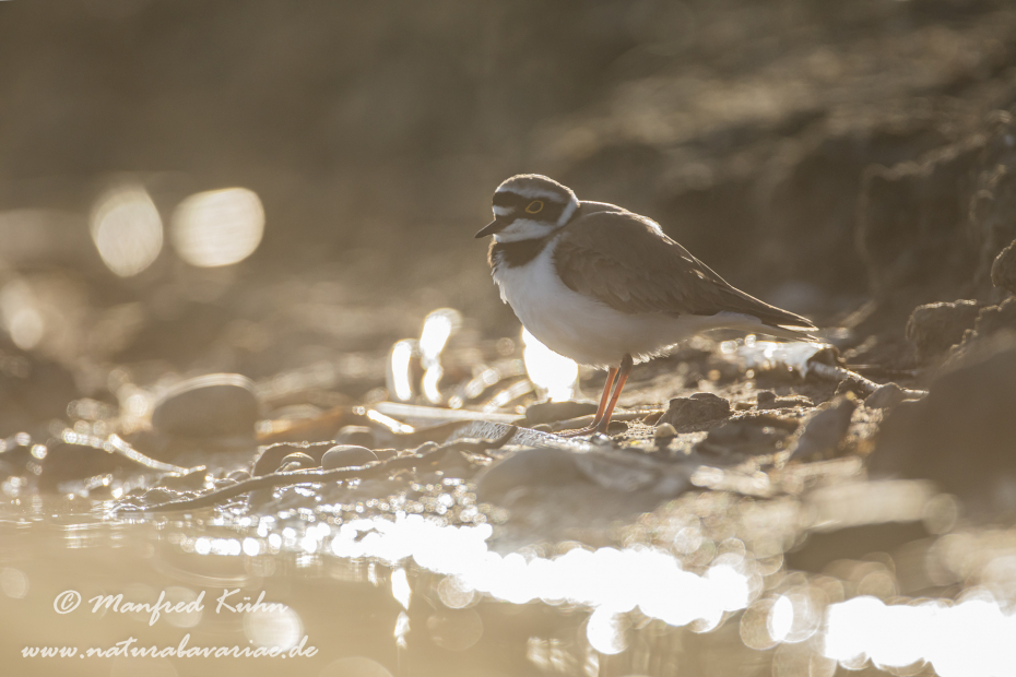 Flussregenpfeiffer ()_0117