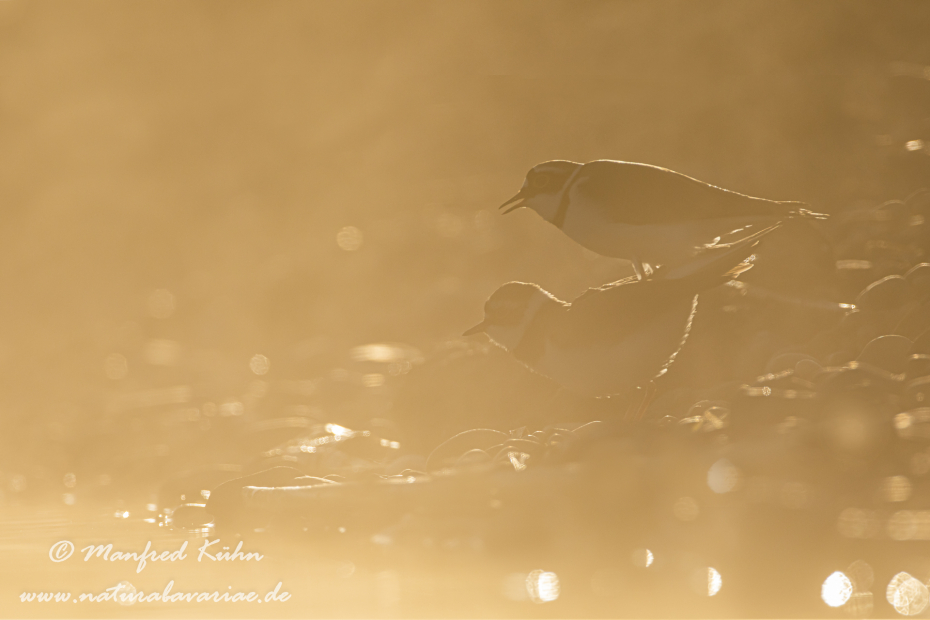 Flussregenpfeiffer ()_0121