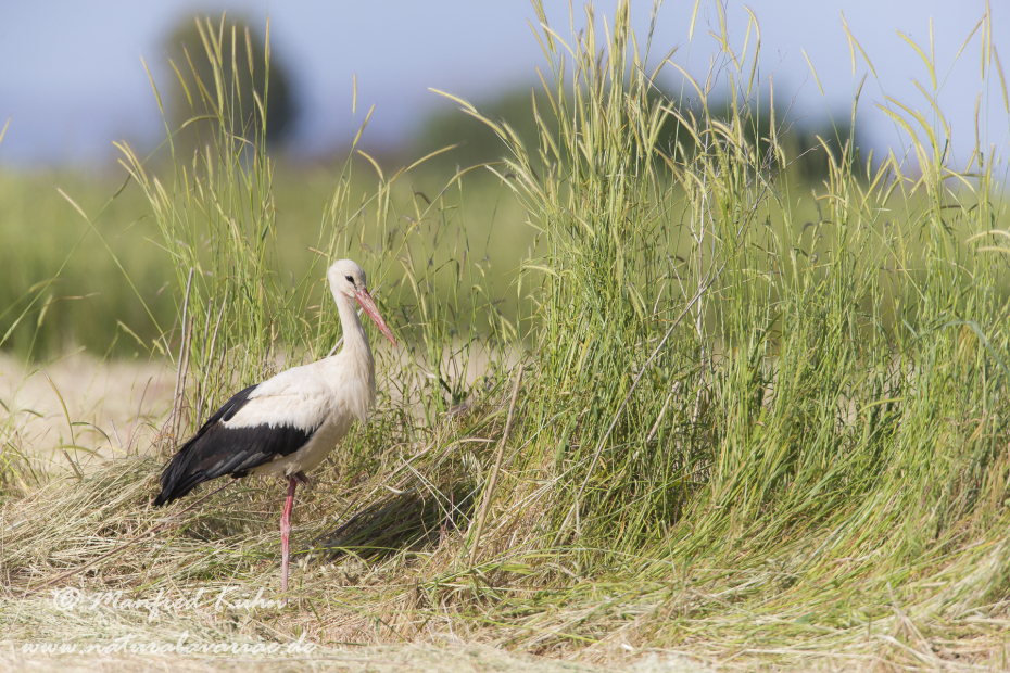 Weissstorch ()_0006