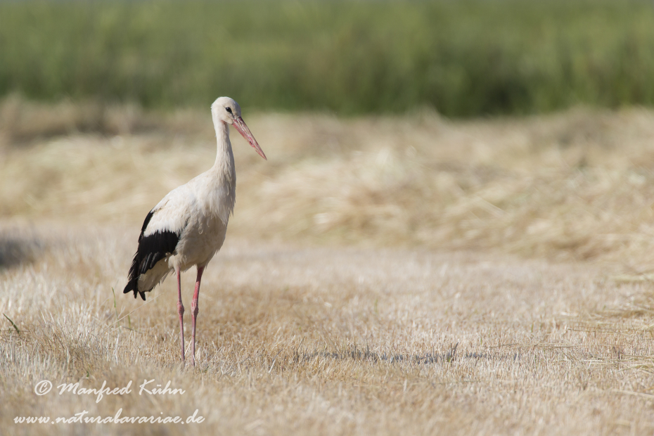 Weissstorch ()_0007