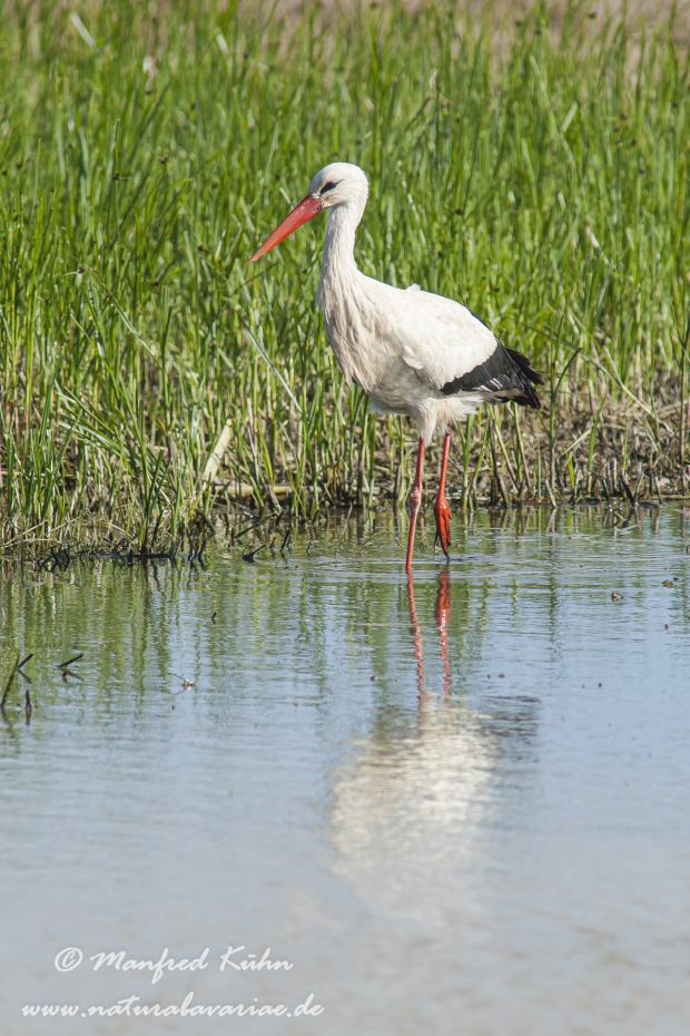 Weissstorch ()_0065