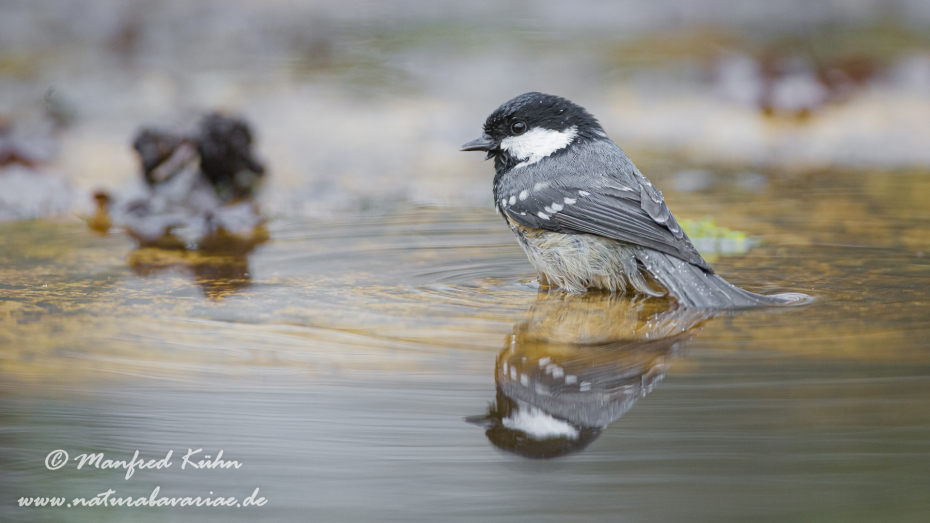 Tannenmeise ()_0036