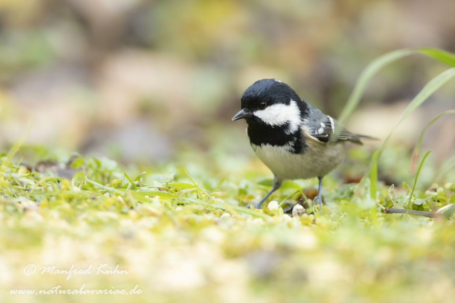 Tannenmeise ()_0050