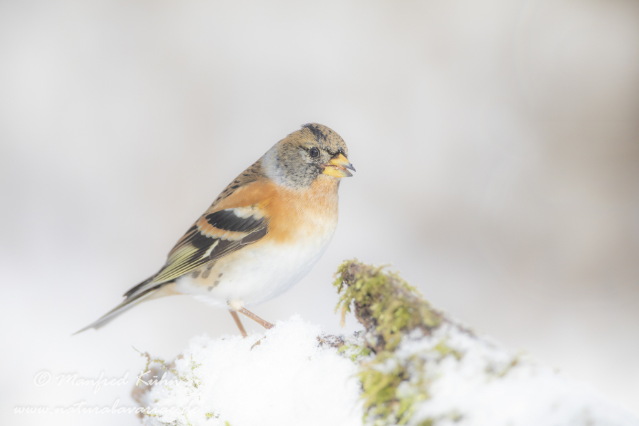 Bergfink ()_0099