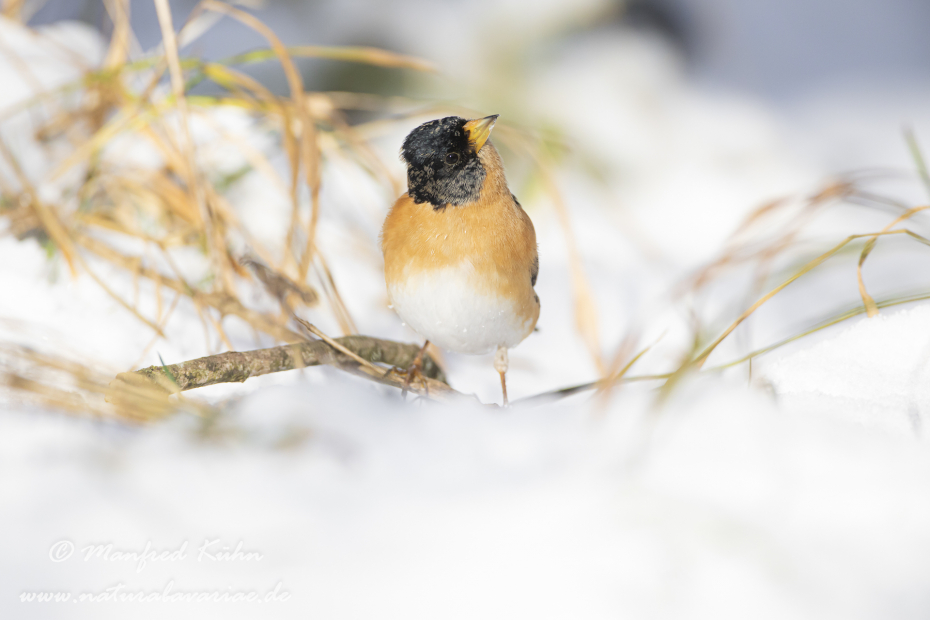 Bergfink ()_0101