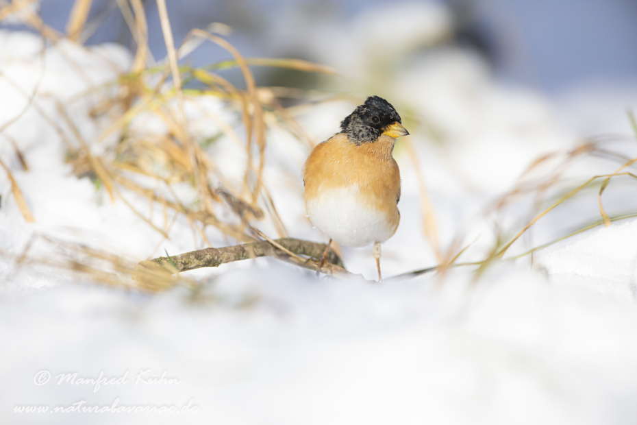 Bergfink ()_0104