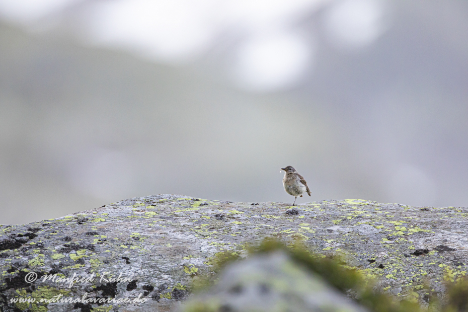 Bergpieper ()_0012