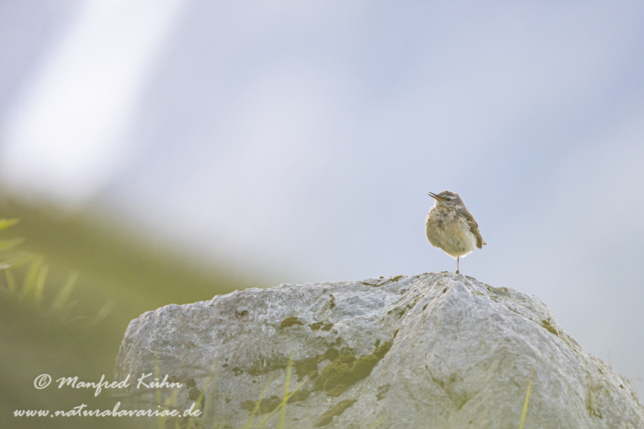 Bergpieper ()_0014