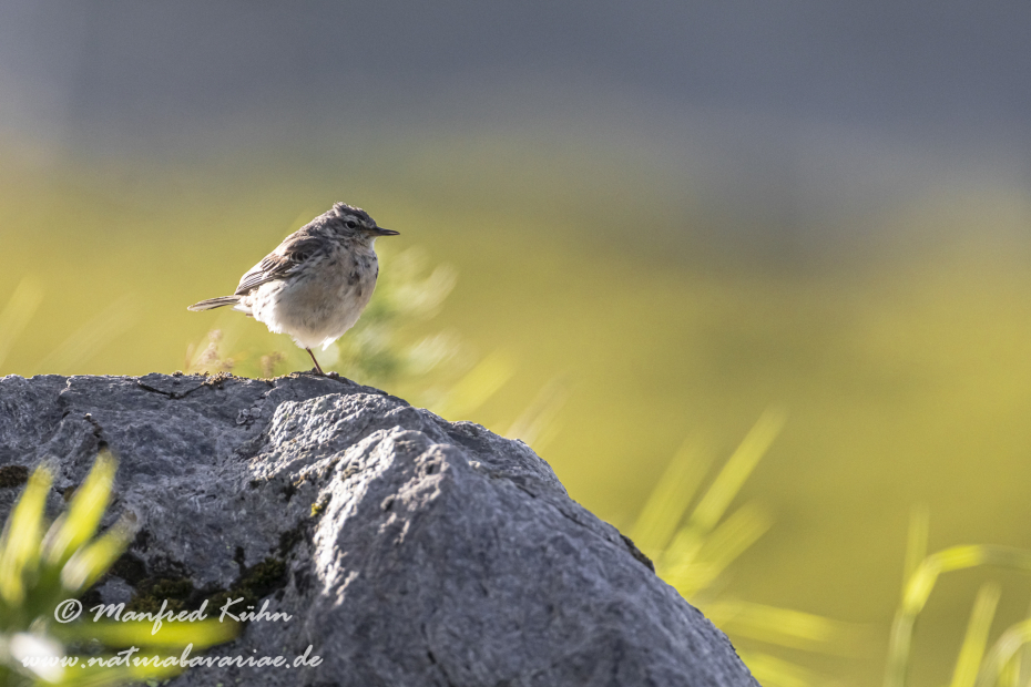 Bergpieper ()_0024