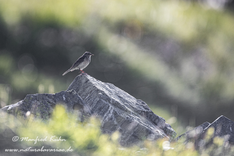 Bergpieper ()_0026