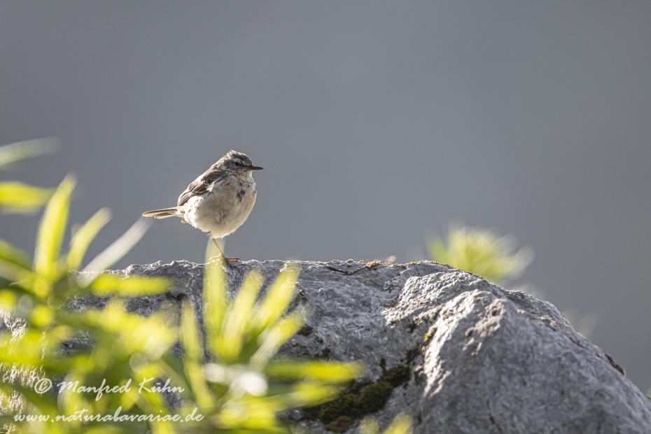 Bergpieper ()_0030