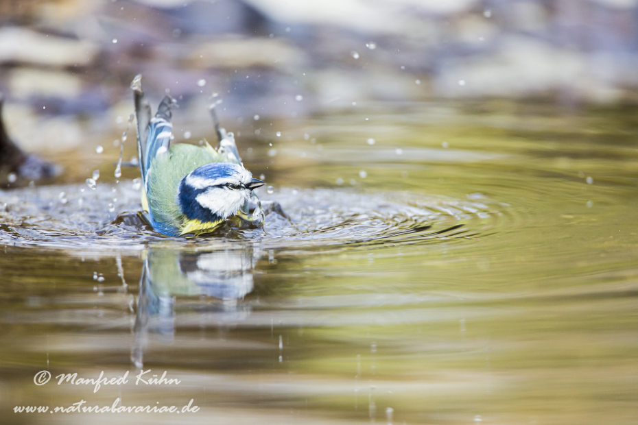 Blaumeise ()_0009