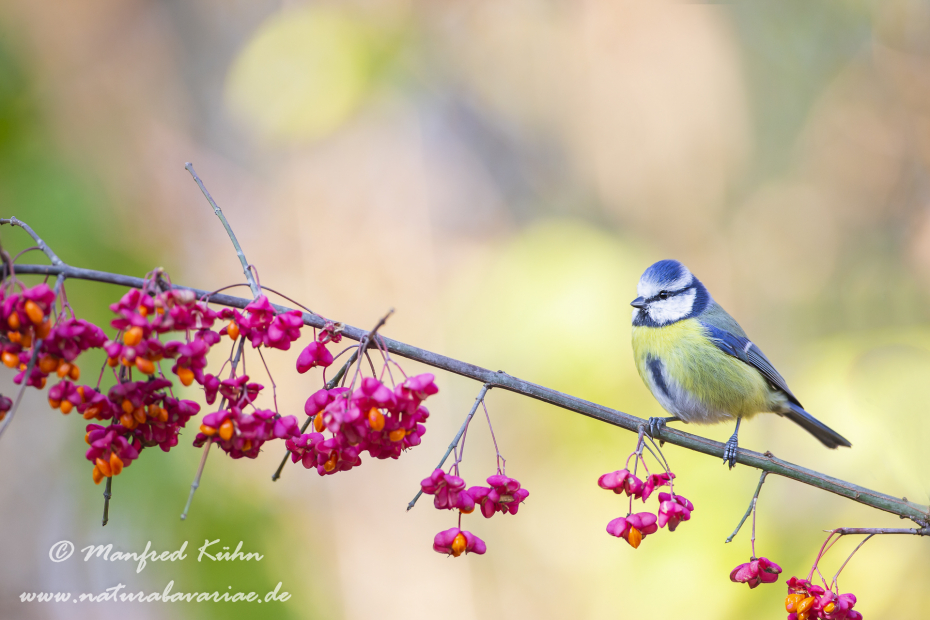 Blaumeise ()_0035