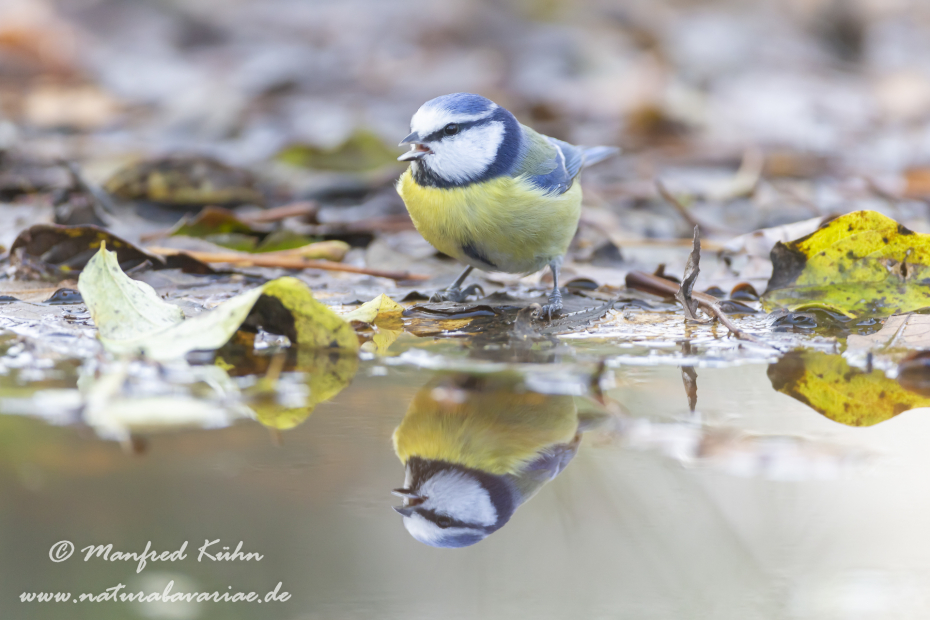 Blaumeise ()_0073