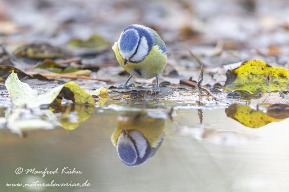 Blaumeise ()_0076