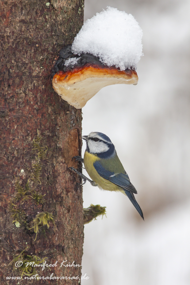 Blaumeise ()_0083