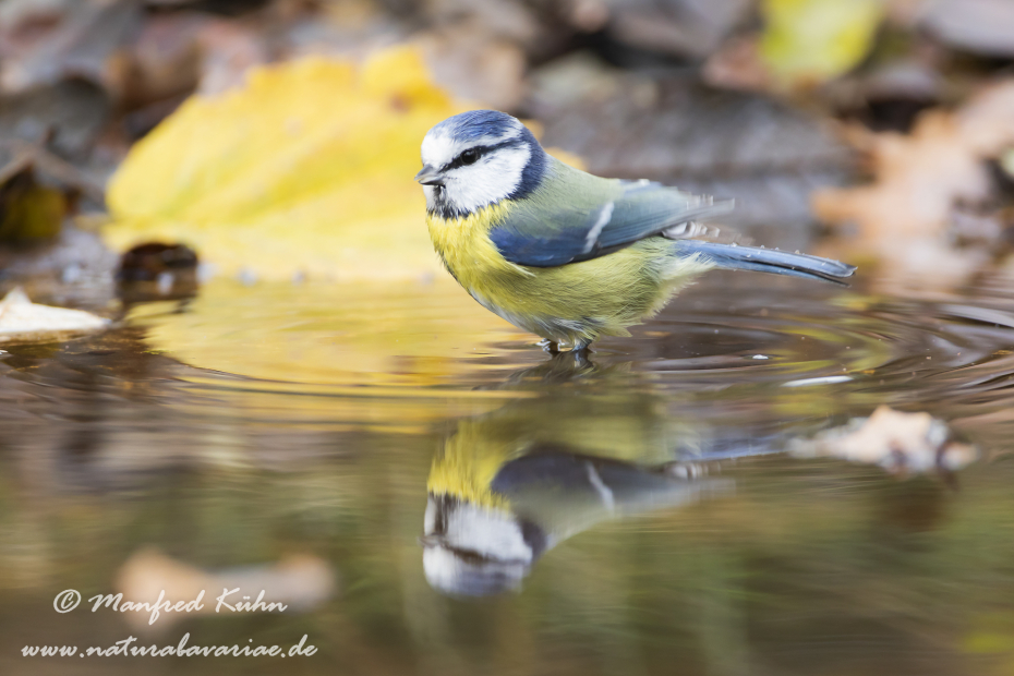 Blaumeise ()_0085
