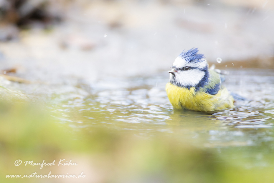 Blaumeise ()_0097