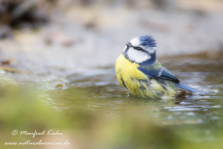 Blaumeise ()_0100