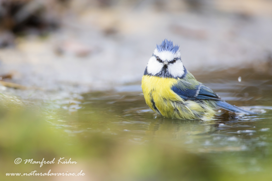 Blaumeise ()_0101