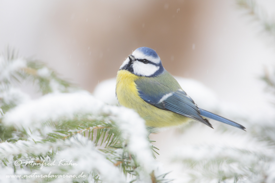 Blaumeise ()_0105