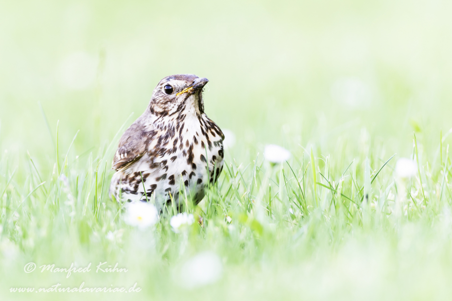 Singdrossel ()_0024