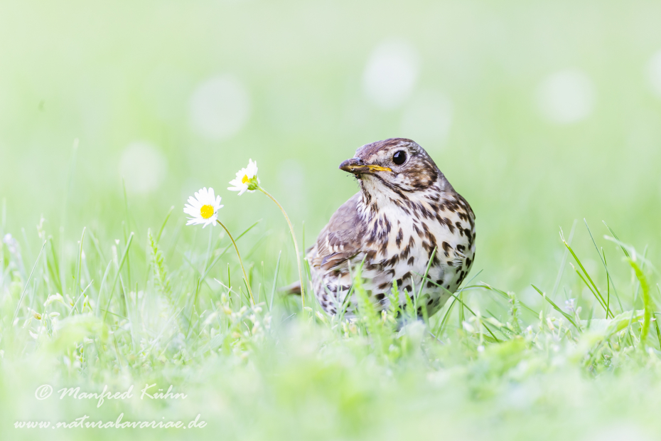 Singdrossel ()_0027