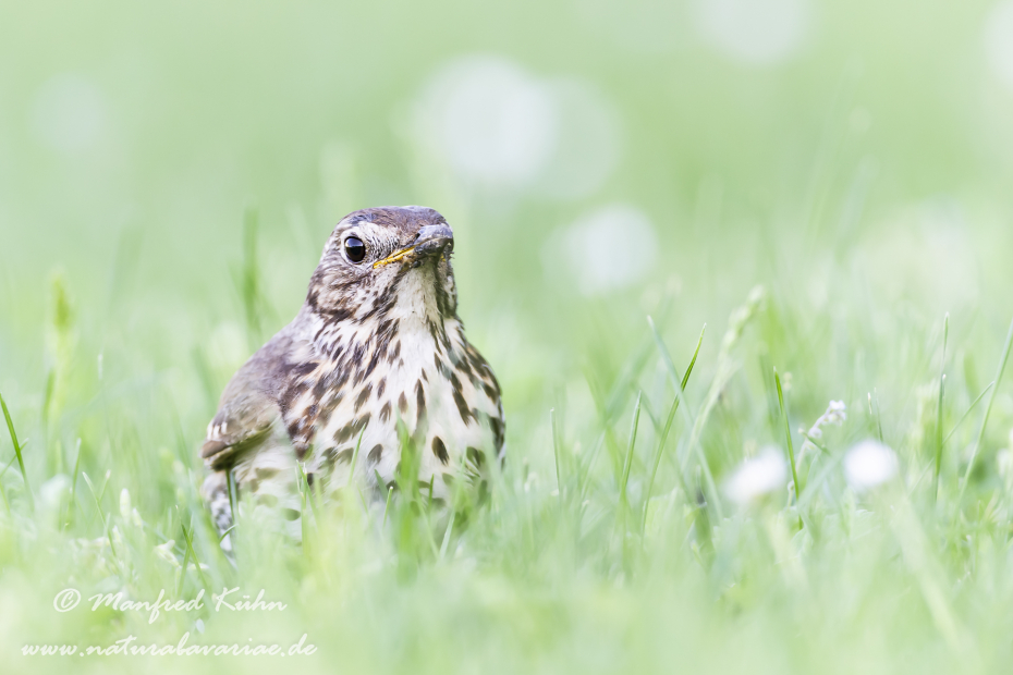 Singdrossel ()_0031