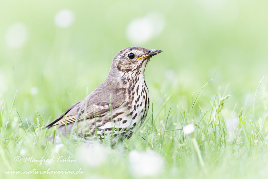 Singdrossel ()_0036