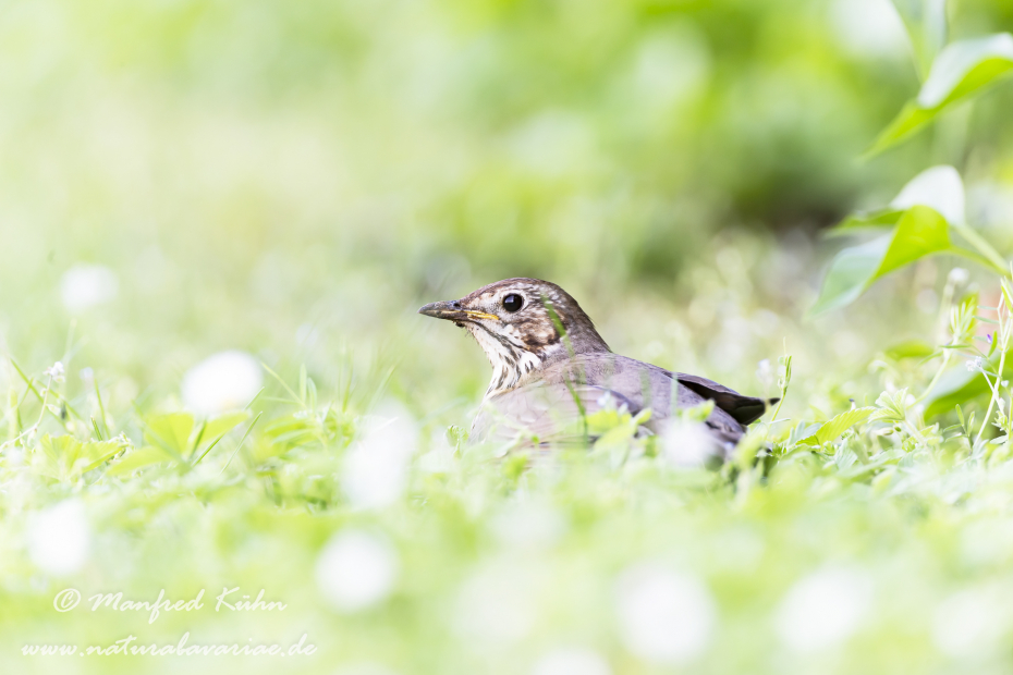 Singdrossel ()_0042