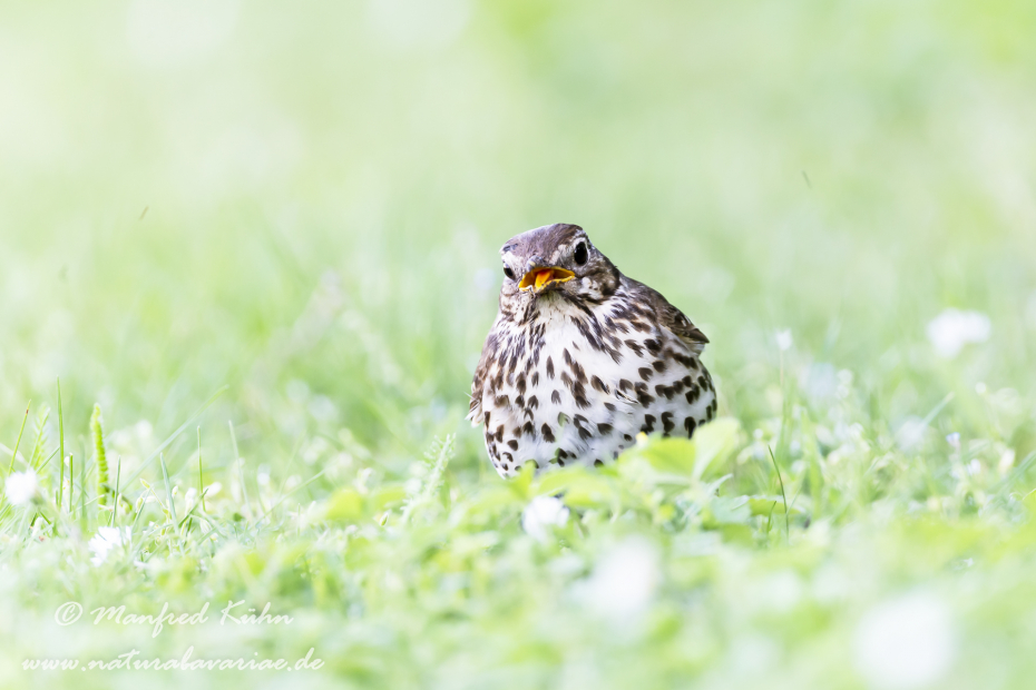 Singdrossel ()_0043
