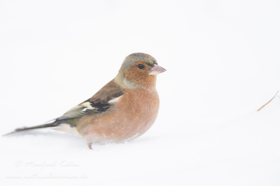 Buchfink ()_0033