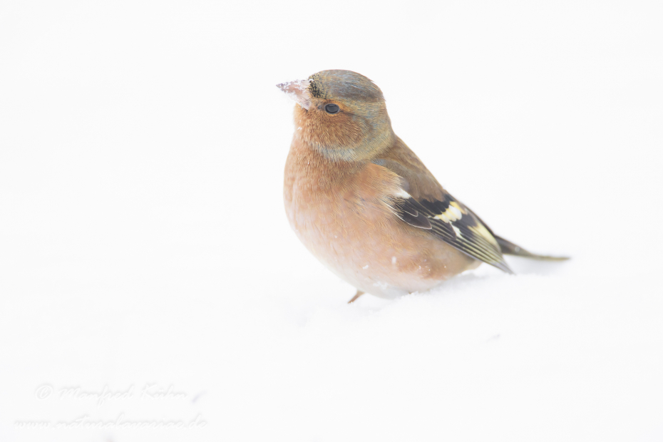 Buchfink ()_0034