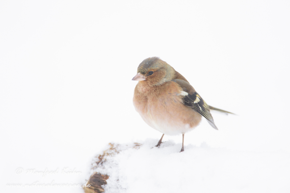 Buchfink ()_0037