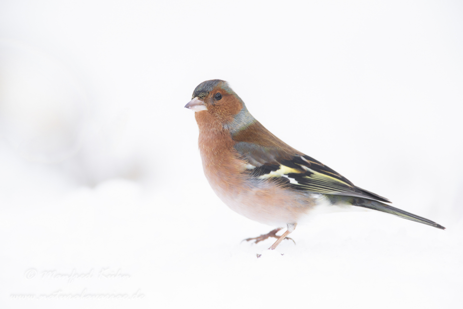 Buchfink ()_0047