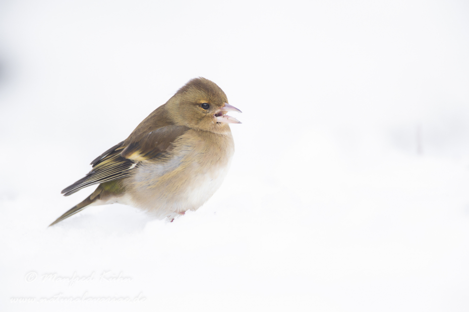 Buchfink ()_0053