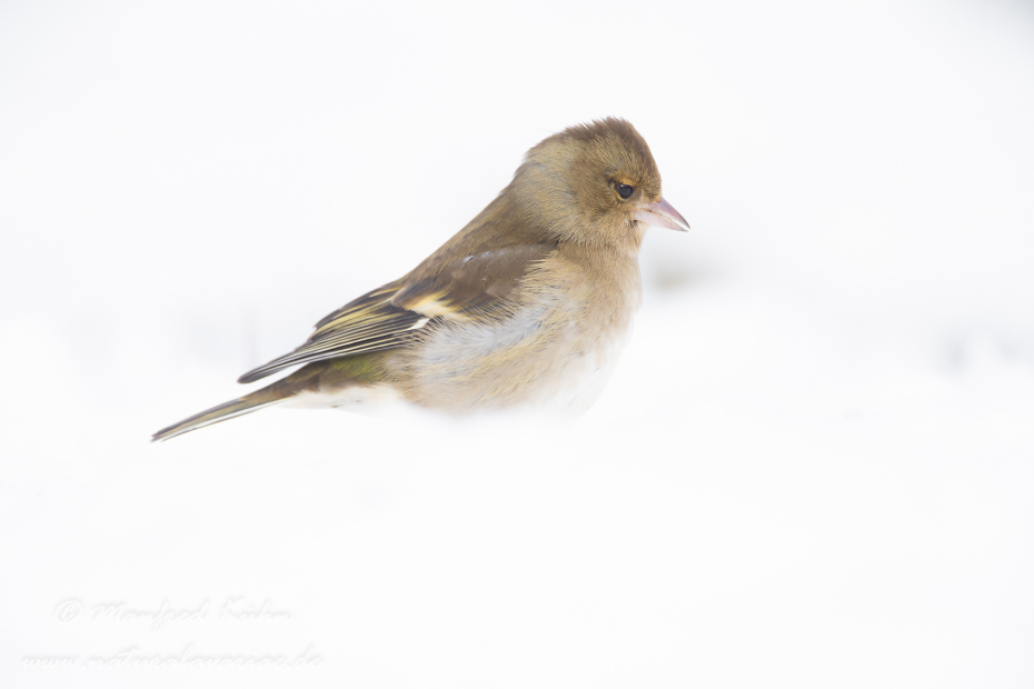 Buchfink ()_0055