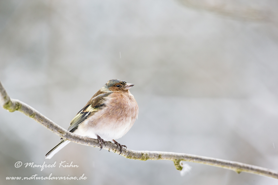 Buchfink ()_0071