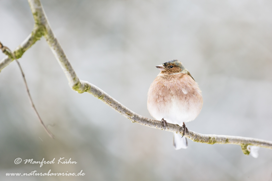 Buchfink ()_0075