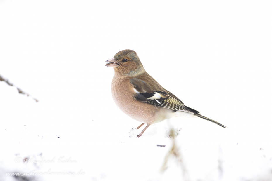 Buchfink ()_0080