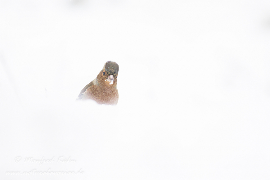 Buchfink ()_0083